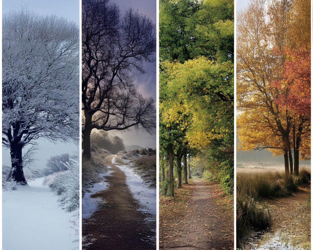 Four seasons depicted showing trees through each season