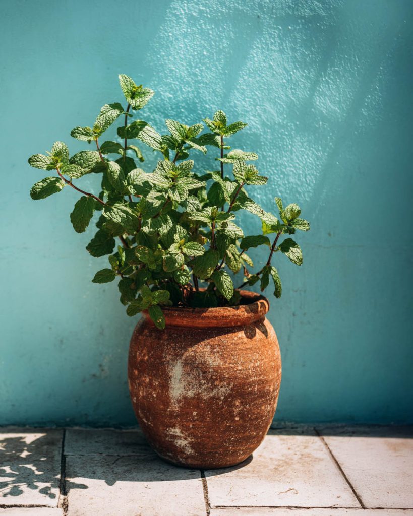 A potted peppermint plant