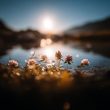 A beautiful shot of flowers over a lake at sunrise