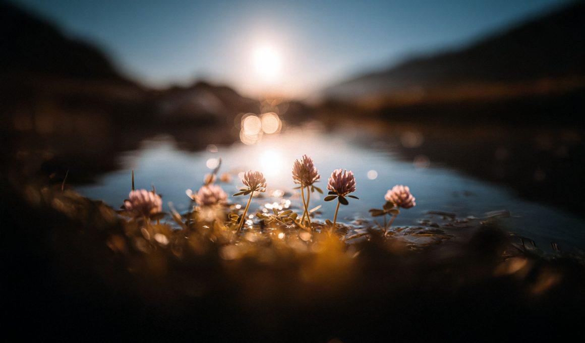 A beautiful shot of flowers over a lake at sunrise