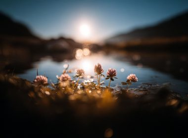 A beautiful shot of flowers over a lake at sunrise