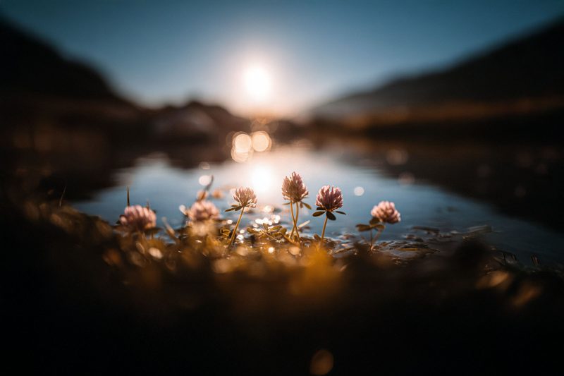 A beautiful shot of flowers over a lake at sunrise